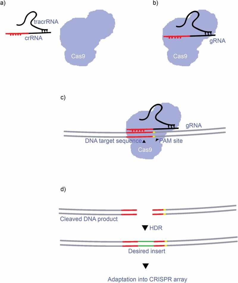 https://cdn.ncbi.nlm.nih.gov/pmc/blobs/b097/6067892/f43578e32b03/kbie-09-01-1470720-g001.jpg