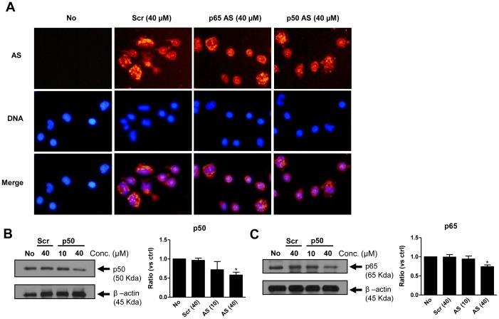 https://cdn.ncbi.nlm.nih.gov/pmc/blobs/b099/3747084/a7115b85343b/pone.0072138.g003.jpg