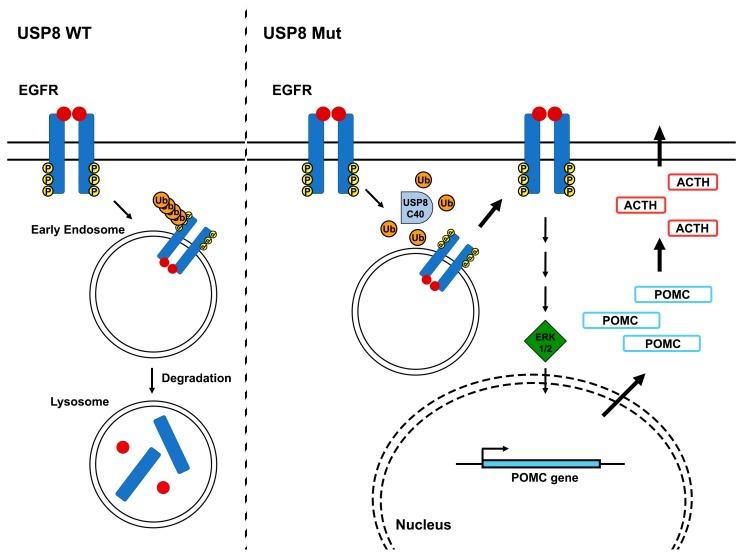 https://cdn.ncbi.nlm.nih.gov/pmc/blobs/b09a/6770943/be2ecc01bf7a/cancers-11-01302-g002.jpg
