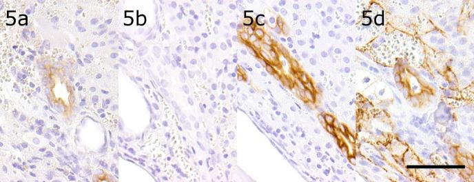 https://cdn.ncbi.nlm.nih.gov/pmc/blobs/b09b/6361667/f730938e339f/tox-32-049-g005.jpg