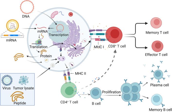 https://cdn.ncbi.nlm.nih.gov/pmc/blobs/b09b/8931973/b7b7d7827e92/13045_2022_1247_Fig3_HTML.jpg