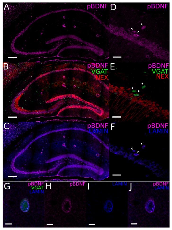 https://cdn.ncbi.nlm.nih.gov/pmc/blobs/b09c/7084226/9da7a07c547a/ijms-21-01567-g003.jpg