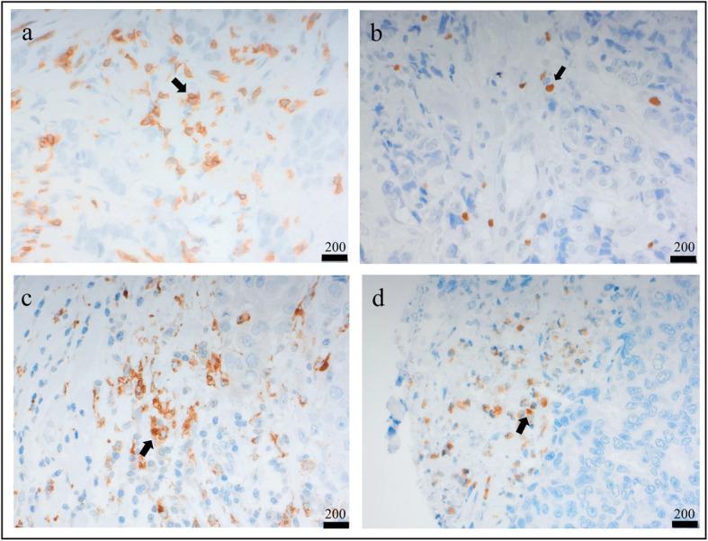 https://cdn.ncbi.nlm.nih.gov/pmc/blobs/b0a0/7893927/d0076e0275b6/13058_2021_1403_Fig1_HTML.jpg