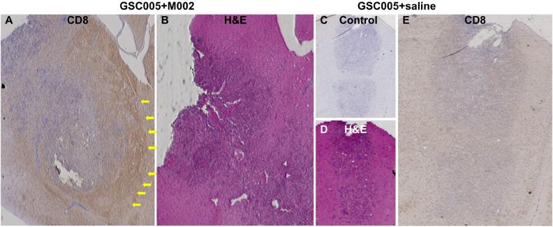 https://cdn.ncbi.nlm.nih.gov/pmc/blobs/b0aa/8319402/3a925d1b2070/41598_2021_94887_Fig5_HTML.jpg