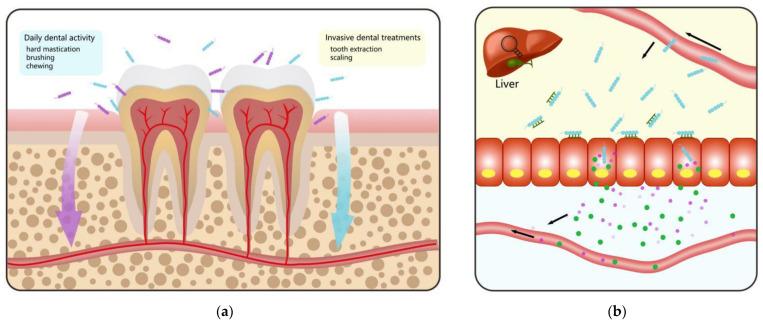 https://cdn.ncbi.nlm.nih.gov/pmc/blobs/b0ab/9505529/526caa2de997/microorganisms-10-01868-g002a.jpg