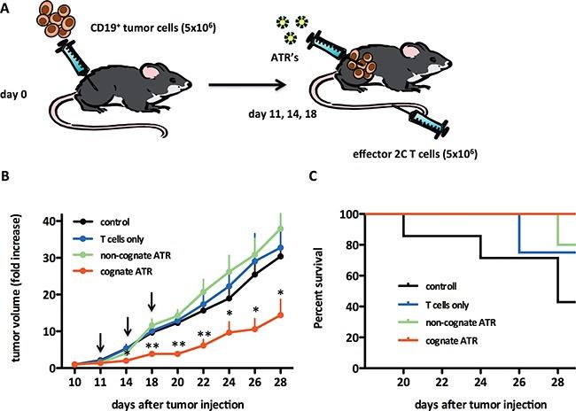 https://cdn.ncbi.nlm.nih.gov/pmc/blobs/b0af/5356569/9d85d1ca2a4f/oncotarget-07-68503-g004.jpg