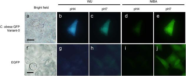 https://cdn.ncbi.nlm.nih.gov/pmc/blobs/b0b2/3884763/8bd24d64a155/bio0028-0582-f8.jpg