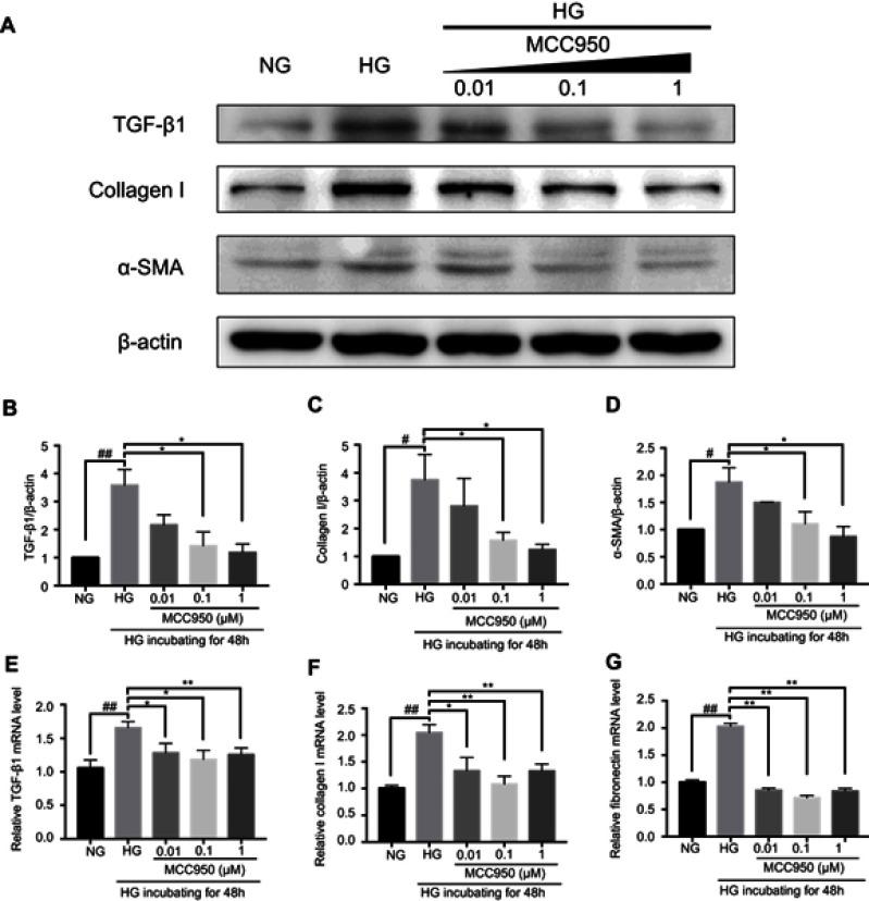 https://cdn.ncbi.nlm.nih.gov/pmc/blobs/b0b3/6684489/39c11ed2985f/DMSO-12-1297-g0006.jpg