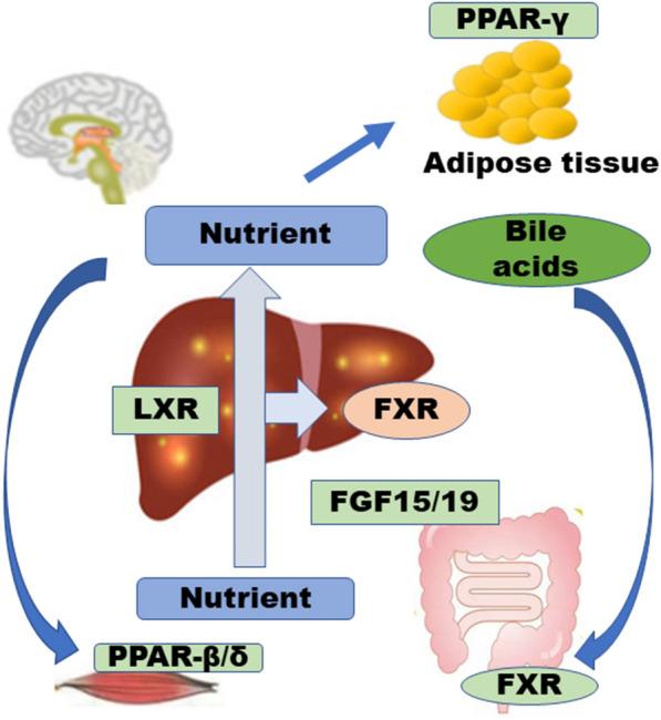 https://cdn.ncbi.nlm.nih.gov/pmc/blobs/b0b3/8314451/3ee32bb93aa1/13020_2021_470_Fig4_HTML.jpg