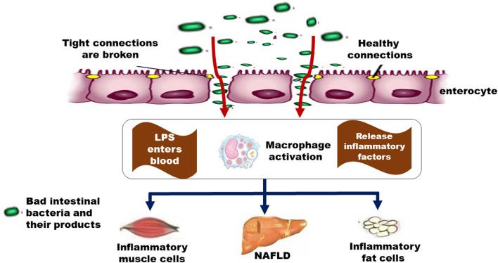 https://cdn.ncbi.nlm.nih.gov/pmc/blobs/b0b3/8314451/6ec66c509d1e/13020_2021_470_Fig3_HTML.jpg