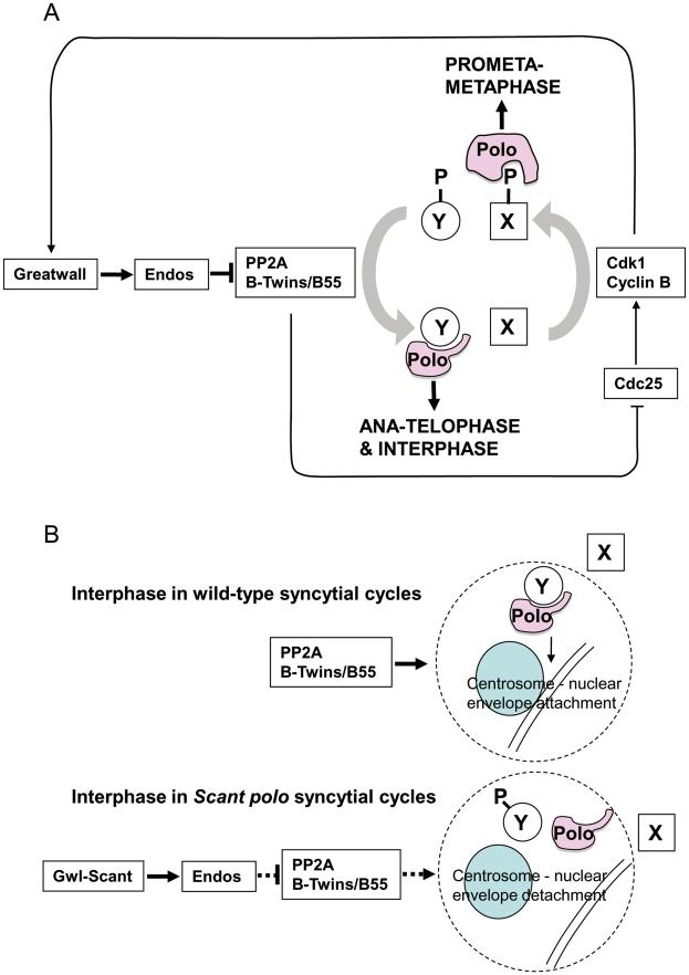 https://cdn.ncbi.nlm.nih.gov/pmc/blobs/b0b4/3154957/9ed672e6c30c/pgen.1002225.g005.jpg