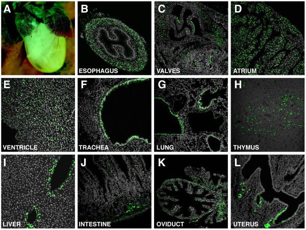 https://cdn.ncbi.nlm.nih.gov/pmc/blobs/b0b6/3017038/0285d3ae55eb/1471-213X-10-121-9.jpg
