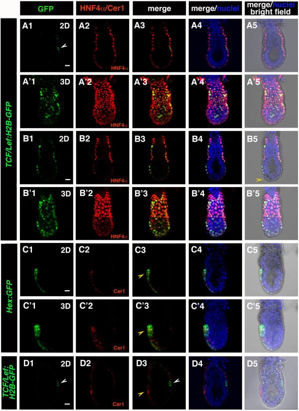 https://cdn.ncbi.nlm.nih.gov/pmc/blobs/b0b6/3017038/150c1d5014ea/1471-213X-10-121-4.jpg