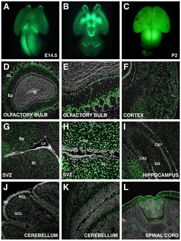 https://cdn.ncbi.nlm.nih.gov/pmc/blobs/b0b6/3017038/1a50d87ee24c/1471-213X-10-121-11.jpg