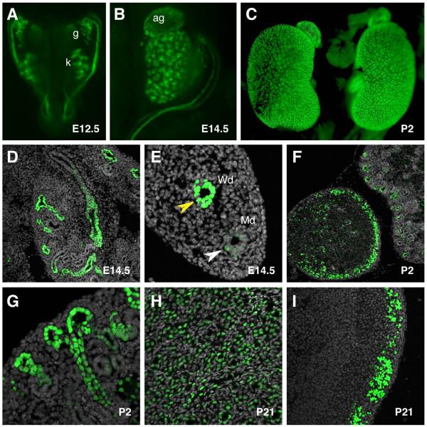 https://cdn.ncbi.nlm.nih.gov/pmc/blobs/b0b6/3017038/3202f2e9676a/1471-213X-10-121-10.jpg