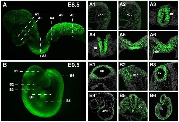https://cdn.ncbi.nlm.nih.gov/pmc/blobs/b0b6/3017038/6368de58ff4f/1471-213X-10-121-7.jpg