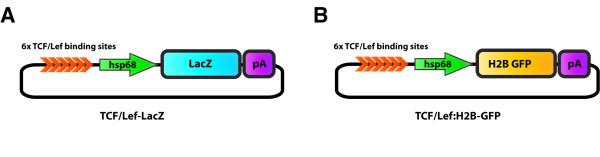 https://cdn.ncbi.nlm.nih.gov/pmc/blobs/b0b6/3017038/6977fc40a8f0/1471-213X-10-121-1.jpg