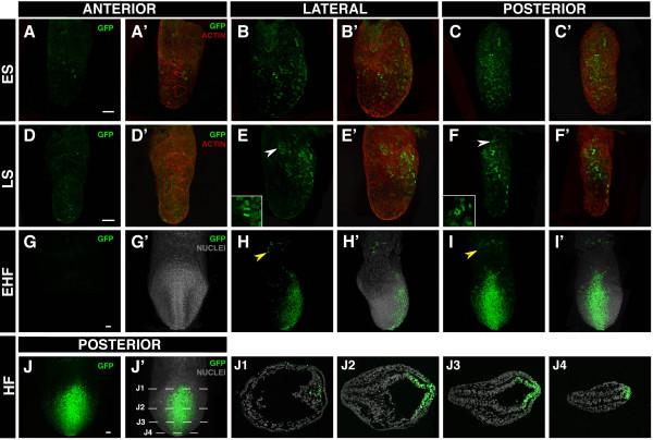 https://cdn.ncbi.nlm.nih.gov/pmc/blobs/b0b6/3017038/709751c93199/1471-213X-10-121-6.jpg