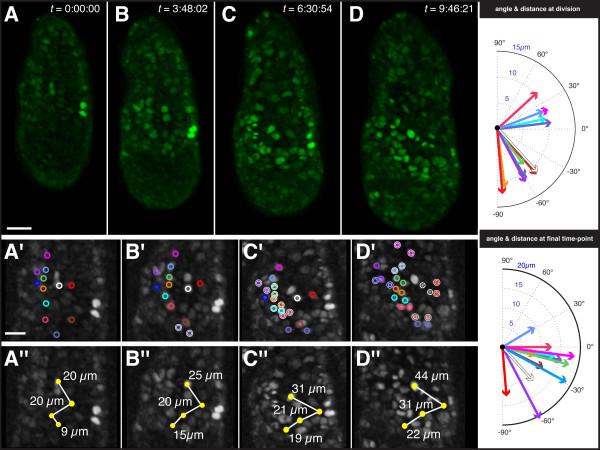 https://cdn.ncbi.nlm.nih.gov/pmc/blobs/b0b6/3017038/f7582416d4a9/1471-213X-10-121-5.jpg
