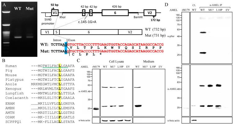 https://cdn.ncbi.nlm.nih.gov/pmc/blobs/b0bf/11172428/35e141ff4b36/ijms-25-06132-g007.jpg