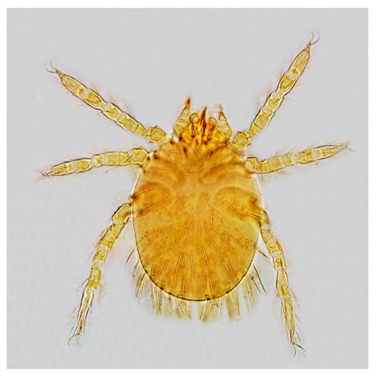 https://cdn.ncbi.nlm.nih.gov/pmc/blobs/b0c0/10177448/5c94b3fd85d7/animals-13-01480-g002.jpg
