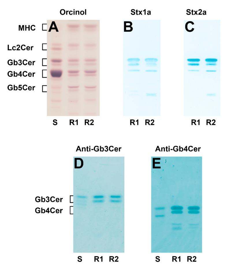 https://cdn.ncbi.nlm.nih.gov/pmc/blobs/b0c0/7918848/441454a515d6/toxins-13-00139-g001.jpg