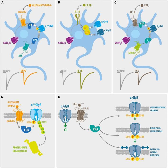 https://cdn.ncbi.nlm.nih.gov/pmc/blobs/b0c1/8984470/bb08b78bdac9/fnmol-15-848642-g001.jpg