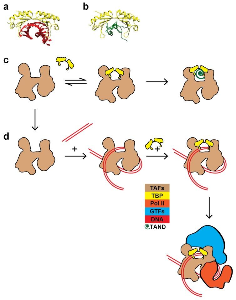 https://cdn.ncbi.nlm.nih.gov/pmc/blobs/b0c3/6650902/4caa7133bd1b/ijms-20-03290-g005.jpg