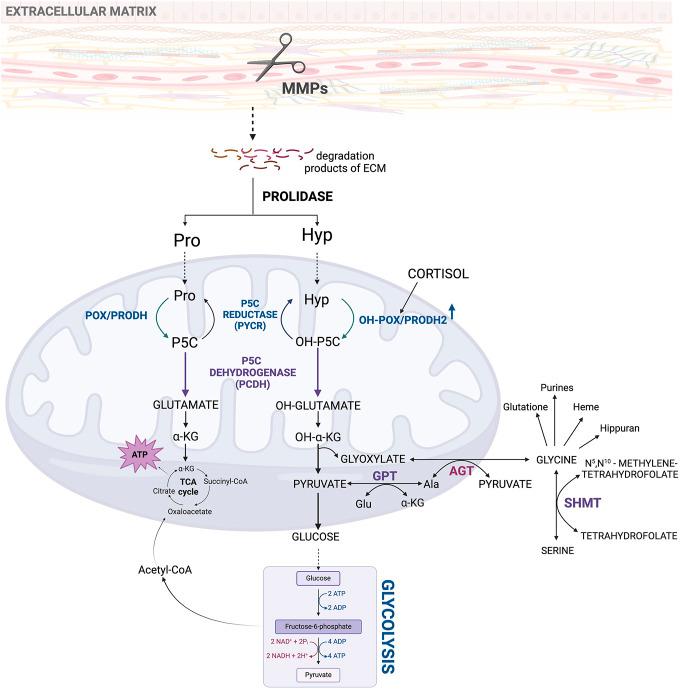 https://cdn.ncbi.nlm.nih.gov/pmc/blobs/b0c5/12123091/208f60b401fd/fcell-13-1556770-g003.jpg