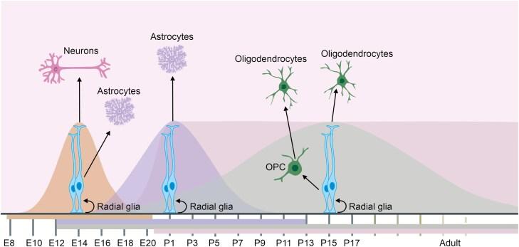 https://cdn.ncbi.nlm.nih.gov/pmc/blobs/b0c5/12131160/4b01839aedd5/kyaf005_fig1.jpg