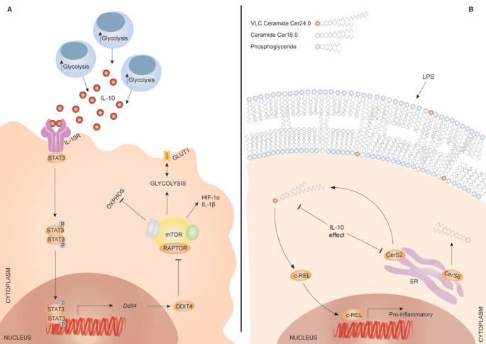 https://cdn.ncbi.nlm.nih.gov/pmc/blobs/b0c6/12037969/7cec623a9552/18_2025_5715_Fig2_HTML.jpg