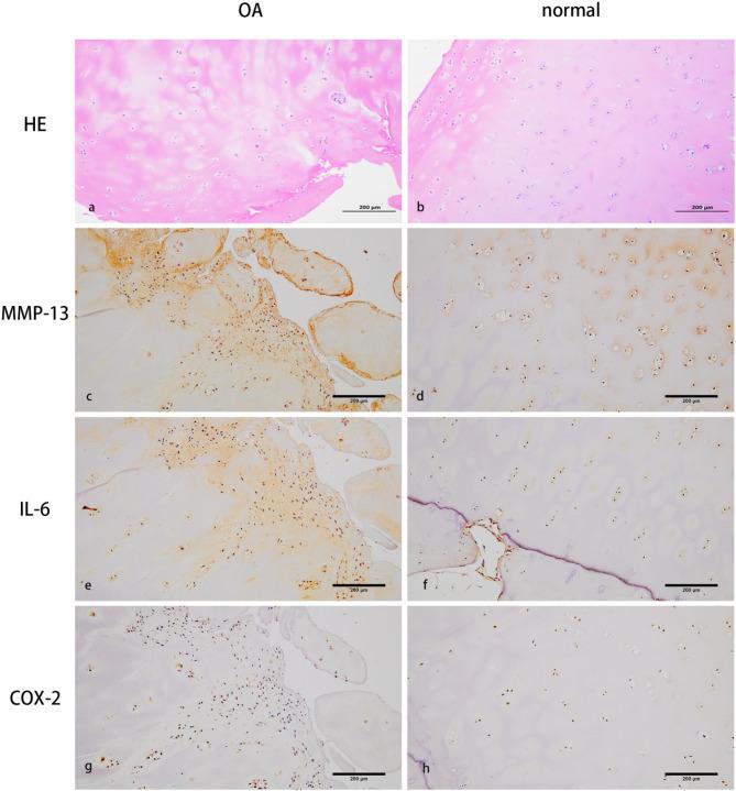 https://cdn.ncbi.nlm.nih.gov/pmc/blobs/b0c6/12350731/293b5d8549f6/41598_2025_11667_Fig9_HTML.jpg