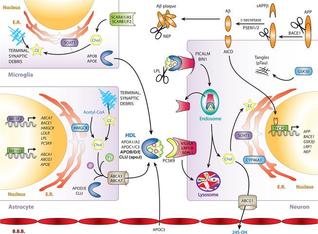 https://cdn.ncbi.nlm.nih.gov/pmc/blobs/b0c6/9293308/2c1bb522df71/ALZ-18-875-g005.jpg