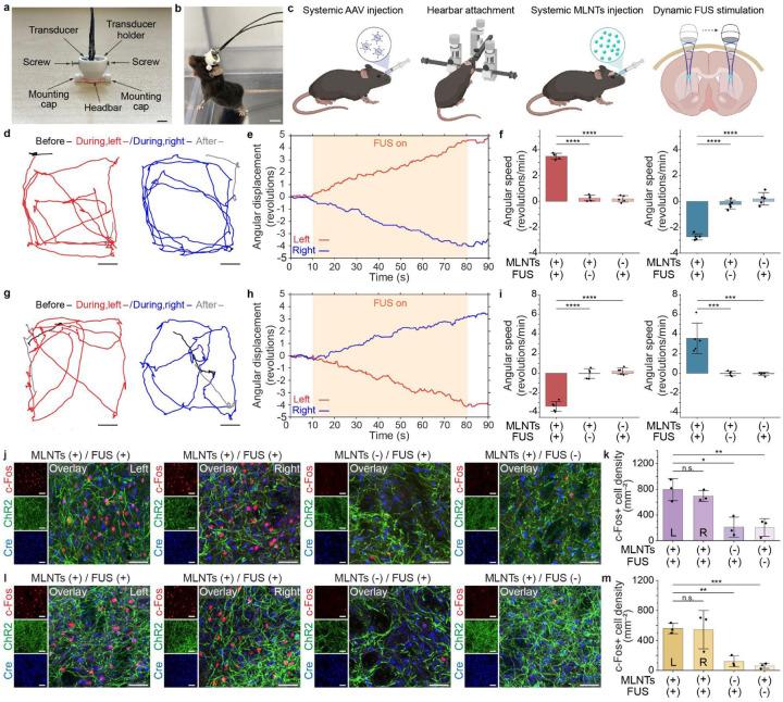 https://cdn.ncbi.nlm.nih.gov/pmc/blobs/b0c7/12204340/c13627642997/nihpp-rs6773130v1-f0007.jpg