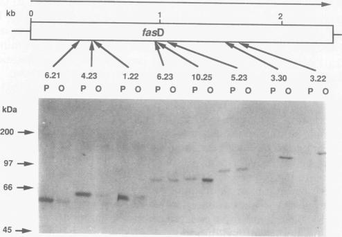 https://cdn.ncbi.nlm.nih.gov/pmc/blobs/b0cb/205162/2c27b36c0802/jbacter00022-0170-b.jpg