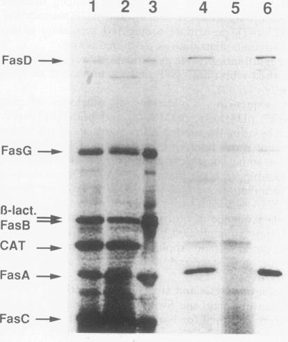 https://cdn.ncbi.nlm.nih.gov/pmc/blobs/b0cb/205162/b43038e9d0f1/jbacter00022-0170-a.jpg