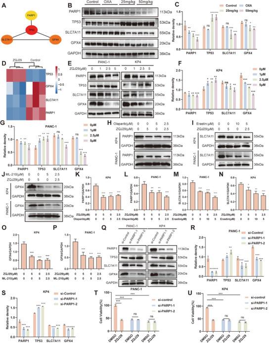 https://cdn.ncbi.nlm.nih.gov/pmc/blobs/b0ce/12362764/78b31276b8e9/ADVS-12-e01935-g007.jpg