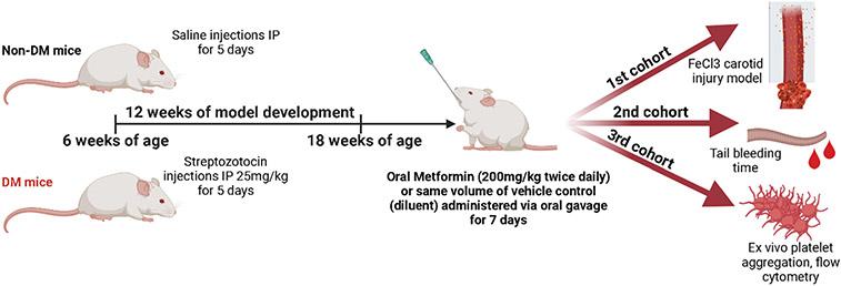 https://cdn.ncbi.nlm.nih.gov/pmc/blobs/b0d1/10653203/f2efb52cdb12/nihms-1940062-f0001.jpg