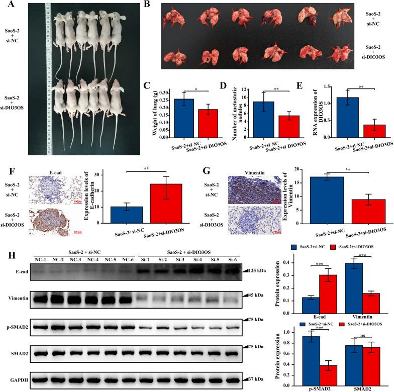https://cdn.ncbi.nlm.nih.gov/pmc/blobs/b0d5/10521498/b4d6b92a7d5f/12935_2023_3076_Fig8_HTML.jpg