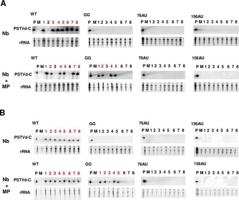 https://cdn.ncbi.nlm.nih.gov/pmc/blobs/b0d9/9829174/d664d7a0eddb/ppat.1011062.g004.jpg