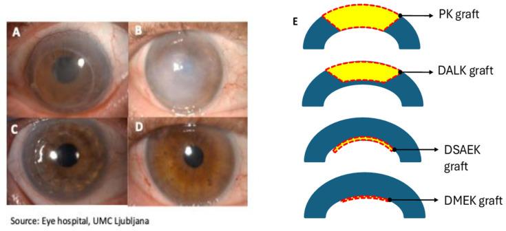 https://cdn.ncbi.nlm.nih.gov/pmc/blobs/b0dc/11507649/36cb977da326/ijms-25-11121-g002.jpg