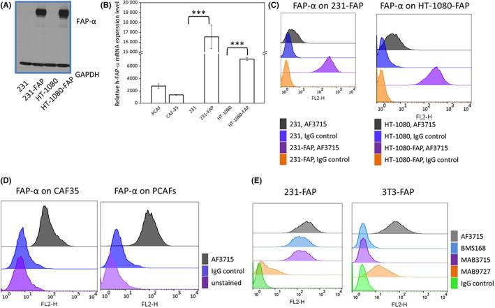 https://cdn.ncbi.nlm.nih.gov/pmc/blobs/b0dd/9807523/703e42b1bc0b/CAS-114-236-g007.jpg