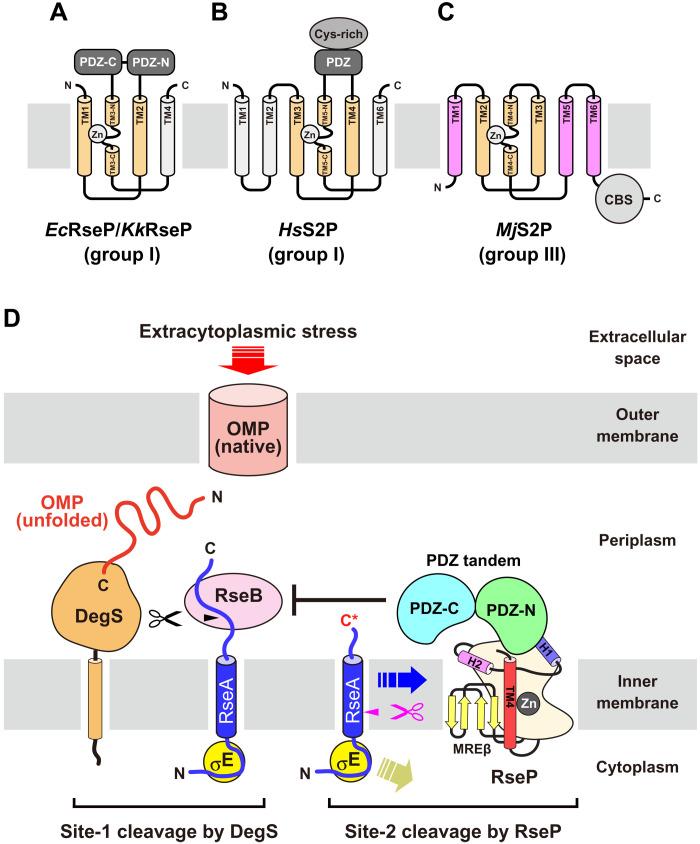 https://cdn.ncbi.nlm.nih.gov/pmc/blobs/b0e5/9401612/847a240c218e/sciadv.abp9011-f1.jpg