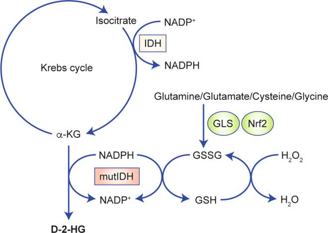 https://cdn.ncbi.nlm.nih.gov/pmc/blobs/b0e8/7250901/018899e55726/41416_2020_814_Fig4_HTML.jpg