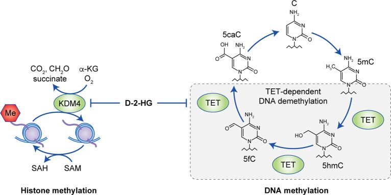 https://cdn.ncbi.nlm.nih.gov/pmc/blobs/b0e8/7250901/4630f8085f86/41416_2020_814_Fig3_HTML.jpg