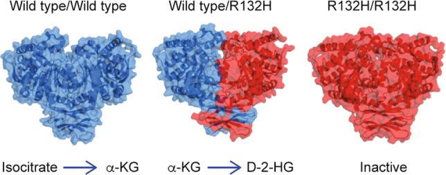 https://cdn.ncbi.nlm.nih.gov/pmc/blobs/b0e8/7250901/c541426a0d97/41416_2020_814_Fig1_HTML.jpg
