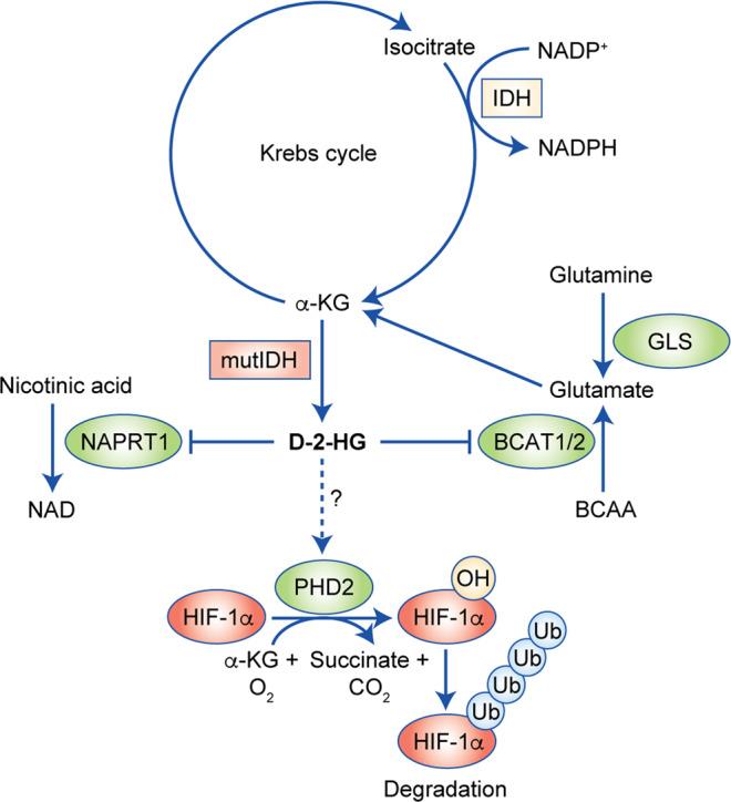 https://cdn.ncbi.nlm.nih.gov/pmc/blobs/b0e8/7250901/cd0164a3f0af/41416_2020_814_Fig2_HTML.jpg