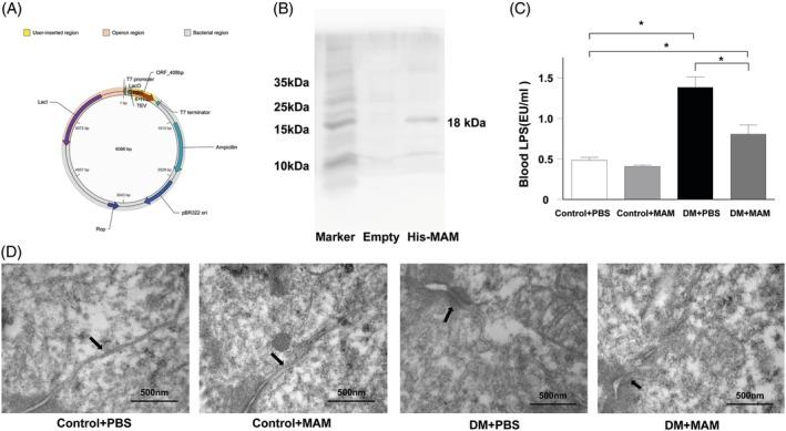 https://cdn.ncbi.nlm.nih.gov/pmc/blobs/b0e9/7064962/3ed64abb2761/JDB-12-224-g006.jpg