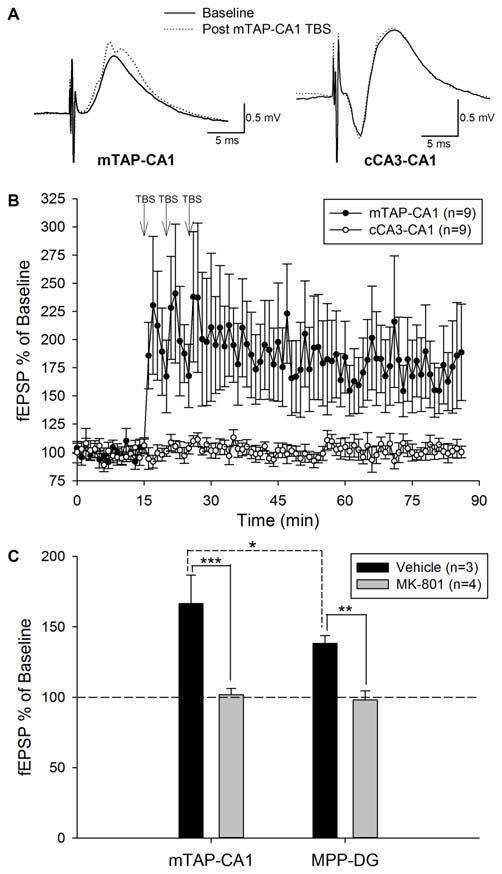 https://cdn.ncbi.nlm.nih.gov/pmc/blobs/b0ea/4748048/72261ba24912/fncir-10-00002-g0005.jpg