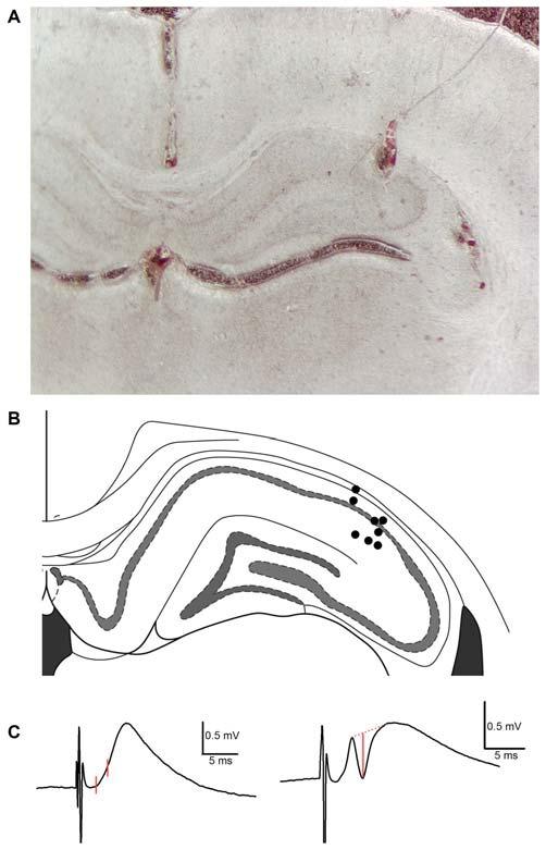 https://cdn.ncbi.nlm.nih.gov/pmc/blobs/b0ea/4748048/7b230c0f984c/fncir-10-00002-g0001.jpg